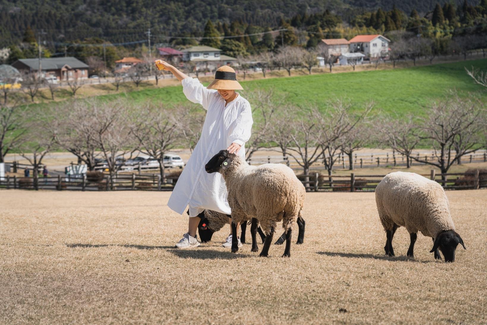 🏞️ 타카치호 목장(高千穂牧場)